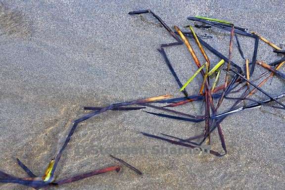 grass and sand 3761 3 graphic